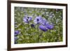 Longwood Garden Spring-Richard T. Nowitz-Framed Photographic Print