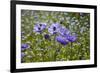 Longwood Garden Spring-Richard T. Nowitz-Framed Photographic Print