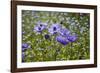 Longwood Garden Spring-Richard T. Nowitz-Framed Photographic Print