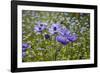 Longwood Garden Spring-Richard T. Nowitz-Framed Photographic Print