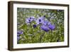 Longwood Garden Spring-Richard T. Nowitz-Framed Photographic Print