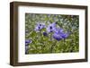 Longwood Garden Spring-Richard T. Nowitz-Framed Photographic Print