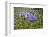 Longwood Garden Spring-Richard T. Nowitz-Framed Photographic Print