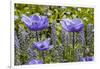 Longwood Garden Spring-Richard T. Nowitz-Framed Photographic Print