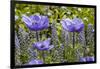 Longwood Garden Spring-Richard T. Nowitz-Framed Photographic Print