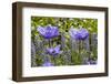 Longwood Garden Spring-Richard T. Nowitz-Framed Photographic Print