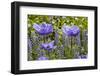 Longwood Garden Spring-Richard T. Nowitz-Framed Photographic Print