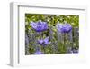 Longwood Garden Spring-Richard T. Nowitz-Framed Photographic Print