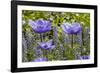 Longwood Garden Spring-Richard T. Nowitz-Framed Photographic Print