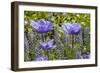 Longwood Garden Spring-Richard T. Nowitz-Framed Photographic Print