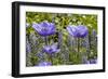 Longwood Garden Spring-Richard T. Nowitz-Framed Photographic Print