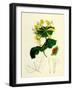 Lonicera Caprifolium Perfoliate Woodbine-null-Framed Giclee Print