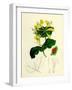 Lonicera Caprifolium Perfoliate Woodbine-null-Framed Giclee Print