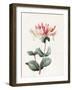 Lonicera Periclymenum (Honeysuckle) 1830-Louise D'Orleans-Framed Giclee Print