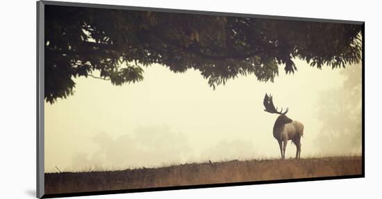 Look Back-Mark Bridger-Mounted Art Print