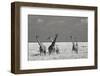 Look Girl Strange Animals-Mathilde Guillemot-Framed Photographic Print