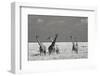 Look Girl Strange Animals-Mathilde Guillemot-Framed Photographic Print