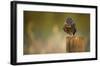 Look Into My Eyes-Mark Bridger-Framed Giclee Print