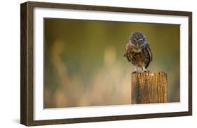 Look Into My Eyes-Mark Bridger-Framed Giclee Print