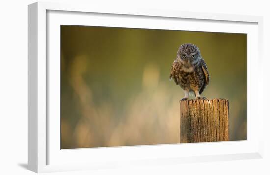 Look Into My Eyes-Mark Bridger-Framed Giclee Print