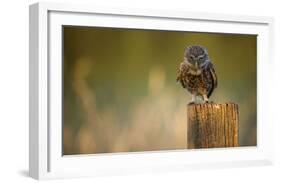 Look Into My Eyes-Mark Bridger-Framed Giclee Print