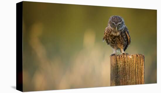 Look Into My Eyes-Mark Bridger-Stretched Canvas