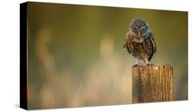 Look Into My Eyes-Mark Bridger-Stretched Canvas