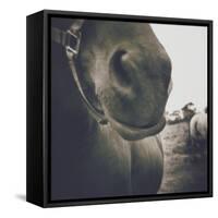 Looking a Gift Horse in the Mouth-Theo Westenberger-Framed Stretched Canvas