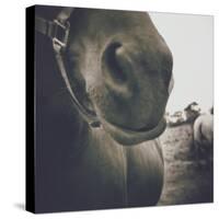 Looking a Gift Horse in the Mouth-Theo Westenberger-Stretched Canvas