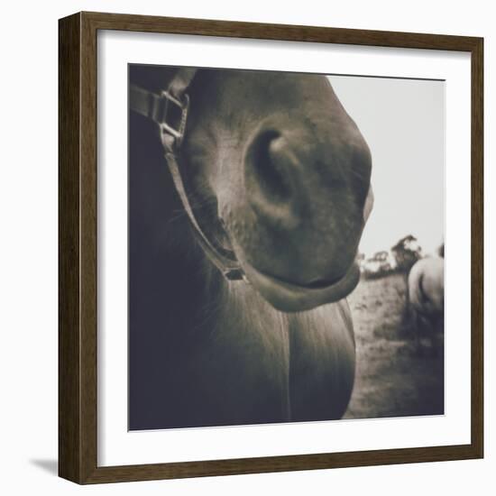 Looking a Gift Horse in the Mouth-Theo Westenberger-Framed Photographic Print