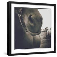 Looking a Gift Horse in the Mouth-Theo Westenberger-Framed Photographic Print