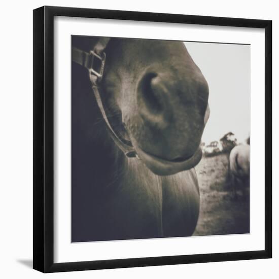 Looking a Gift Horse in the Mouth-Theo Westenberger-Framed Photographic Print