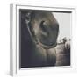 Looking a Gift Horse in the Mouth-Theo Westenberger-Framed Photographic Print