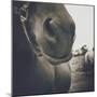 Looking a Gift Horse in the Mouth-Theo Westenberger-Mounted Photographic Print