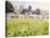 Looking across Christ Church Meadows, 1989-Lucy Willis-Stretched Canvas