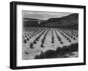 Looking Across Corn, Cliff In Bkgd "Corn Field Indian Farm Near Tuba City Arizona In Rain 1941"-Ansel Adams-Framed Art Print