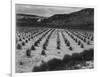 Looking Across Corn, Cliff In Bkgd "Corn Field Indian Farm Near Tuba City Arizona In Rain 1941"-Ansel Adams-Framed Art Print