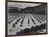 Looking Across Corn, Cliff In Bkgd "Corn Field Indian Farm Near Tuba City Arizona In Rain 1941"-Ansel Adams-Framed Art Print