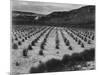 Looking Across Corn, Cliff In Bkgd "Corn Field Indian Farm Near Tuba City Arizona In Rain 1941"-Ansel Adams-Mounted Art Print