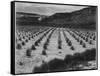 Looking Across Corn, Cliff In Bkgd "Corn Field Indian Farm Near Tuba City Arizona In Rain 1941"-Ansel Adams-Framed Stretched Canvas