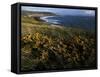 Looking across Croyde Bay from Baggy Point, North Devon, England, United Kingdom, Europe-David Pickford-Framed Stretched Canvas