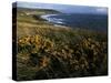 Looking across Croyde Bay from Baggy Point, North Devon, England, United Kingdom, Europe-David Pickford-Stretched Canvas