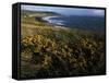 Looking across Croyde Bay from Baggy Point, North Devon, England, United Kingdom, Europe-David Pickford-Framed Stretched Canvas
