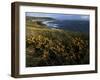 Looking across Croyde Bay from Baggy Point, North Devon, England, United Kingdom, Europe-David Pickford-Framed Premium Photographic Print