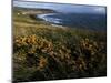 Looking across Croyde Bay from Baggy Point, North Devon, England, United Kingdom, Europe-David Pickford-Mounted Premium Photographic Print