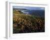 Looking across Croyde Bay from Baggy Point, North Devon, England, United Kingdom, Europe-David Pickford-Framed Photographic Print