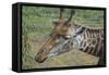 Looking Around-Luis Aguirre-Framed Stretched Canvas