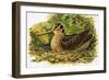 Looking at Nature: The Woodcock-R. B. Davis-Framed Giclee Print