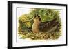 Looking at Nature: The Woodcock-R. B. Davis-Framed Giclee Print