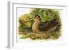 Looking at Nature: The Woodcock-R. B. Davis-Framed Giclee Print